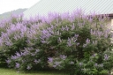 rośliny ogrodowe - Niepokalanek korzenny Vitex agnus-castus - 10 szt. nasion ekologicznych