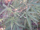 rośliny ozdobne - Niepokalanek korzenny Vitex agnus-castus - 10 szt. nasion ekologicznych