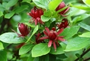 rośliny ozdobne - Kielichowiec wonny - nasiona - 5 szt  Calycanthus floridus