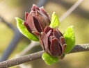 rośliny ozdobne - Kielichowiec wonny - nasiona - 5 szt  Calycanthus floridus