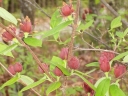 rośliny ogrodowe - Kielichowiec wonny - nasiona - 5 szt  Calycanthus floridus