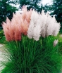 sklep ogrodniczy -  Trawa pampasowa różowa - nasiona - 50 szt Cortaderia selloana Rosea