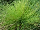 sadzonki - Kostrzewa Golden Toupee Festuca glauca /P12