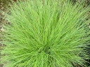 rośliny ogrodowe - Kostrzewa Golden Toupee Festuca glauca /P12