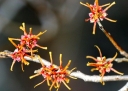 sklep ogrodniczy -  Oczar  karłowy Quasimodo - wiosenny (Hamamelis vernalis) C5-misa/40cm