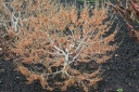 sadzonki - Oczar  karłowy Quasimodo - wiosenny (Hamamelis vernalis) C5-misa/40cm