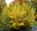 sadzonki - Oczar  karłowy Quasimodo - wiosenny (Hamamelis vernalis) C5-misa/40cm