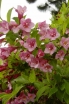 sadzonki -  Krzewuszka Styriaca (Weigela Styriaca) C3/30cm