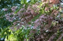rośliny ogrodowe -  Styrak japoński PINK BELLS Styrax japonica