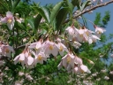 rośliny ozdobne - Styrak japoński PINK BELLS Styrax japonica