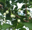rośliny ogrodowe - Styrak japoński PINK BELLS Styrax japonica