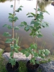 sklep ogrodniczy - Styrak japoński PINK BELLS Styrax japonica