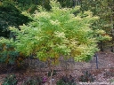 rośliny ogrodowe -  Perełkowiec FLAVIRAMEUS Styphnolobium japonica Sophora C3/60-80cm *10