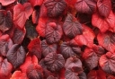 rośliny ogrodowe -  Winorośl właściwa PURPUREA Vitis vinifera C2/80cm