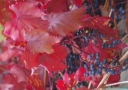 rośliny ozdobne - Winorośl właściwa PURPUREA Vitis vinifera C2/80cm