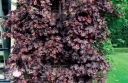 sadzonki - Winorośl właściwa PURPUREA Vitis vinifera C2/80cm