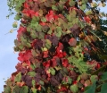 rośliny ozdobne - Winorośl właściwa PURPUREA Vitis vinifera C2/80cm