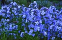 sadzonki -  Płomyk wiechowaty Blue Boy Floks (Phlox paniculata) /P9