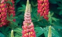sklep ogrodniczy - Łubin trwały My Castle - nasiona - 2,0 g (Lupinus polyphyllus)