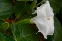 rośliny ozdobne - Bieluń surmikwiat - nasiona - 0,5 g (Datura metel)