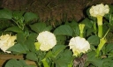 rośliny ozdobne - Bieluń surmikwiat - nasiona - 0,5 g (Datura metel)