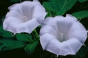 rośliny ogrodowe - Bieluń surmikwiat - nasiona - 0,5 g (Datura metel)