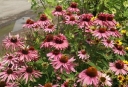 rośliny ozdobne - Jeżówka purpurowa DOPPELDECKER (Echinacea purpurea)