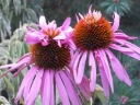rośliny ozdobne - Jeżówka purpurowa DOPPELDECKER (Echinacea purpurea)