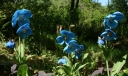 rośliny ogrodowe - Mekonops bukwicolistny LINGHOLM  (Meconopsis betonicifolia syn. Meconopsis baileyi)