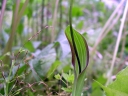 rośliny ogrodowe -  Pinelia trójlistkowa (Pinellia ternata) P9
