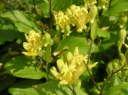 rośliny ozdobne - Tricyrtis latifolia żółta (Trójsklepka szerokolistna) *8