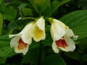sklep ogrodniczy - Krzewuszka  Midendorfiana (Weigela middendorfiana) C3/30cm