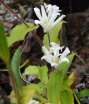 sklep ogrodniczy - Trójsklepka owłosiona ALBA (Tricyrtis hirta) P9 *8