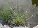 rośliny ogrodowe - Sit spiralny SPIRALIS (Juncus filiformis) /P13 *7F