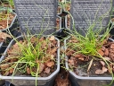 sklep ogrodniczy - Sit spiralny SPIRALIS (Juncus filiformis) /P13 *7F
