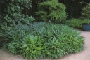 rośliny ogrodowe - Bambus ogrodowy jadalny SASA tsuboiana C3