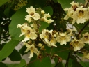 sadzonki - Catalpa ovata Surmia żółtokwiatowa Katalpa C10/1,4-1,6m *6