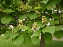 rośliny ogrodowe - Catalpa ovata Surmia żółtokwiatowa Katalpa C10/1,4-1,6m *6