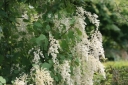 rośliny ozdobne - Pełnokrężnik wielobarwny Holodiscus discolor var. arifolius nasiona 20szt