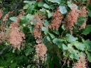 rośliny ogrodowe - Pełnokrężnik wielobarwny Holodiscus discolor var. arifolius nasiona 20szt