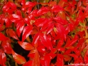 sadzonki -  Nandina domestica FIRE POWER /C2 *P26