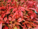 rośliny ozdobne - Nandina domestica FIRE POWER /C2 *P26
