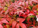 sadzonki - Nandina domestica FIRE POWER /C2 *P26