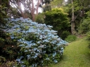 rośliny ozdobne - Hortensja piłkowana BLUE BIRD Hydrangea serrata C2/30cm *K10