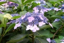 sklep ogrodniczy - Hortensja piłkowana BLUE BIRD Hydrangea serrata C2/30cm *K10