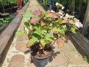 rośliny ozdobne - Hortensja piłkowana BLUE BIRD Hydrangea serrata C2/30cm *K10