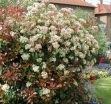 rośliny ozdobne - Głogownik RED ROBIN Photinia fraseri C5/40-60cm *K12