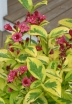 rośliny ogrodowe - Krzewuszka Brigela PBR French Lace (Weigela florida Brigela)