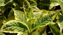 rośliny ogrodowe - Krzewuszka Brigela PBR French Lace (Weigela florida Brigela)