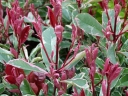 sklep ogrodniczy -  Głogownik PINK MARBLE Photinia fraseri C3/30-40cm *T8-11